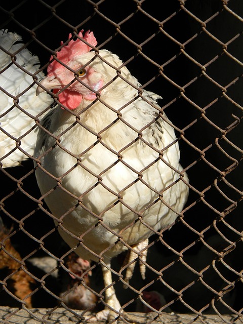 威胁对手 威胁对手